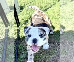 American Bully Puppy for sale in SAINT AUGUSTINE, FL, USA