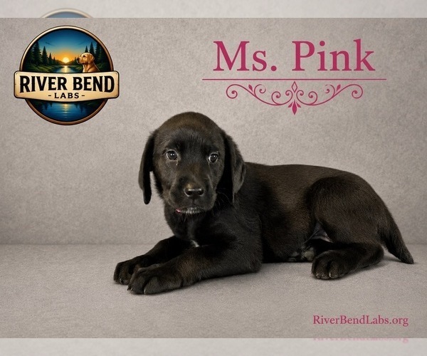 Medium Photo #12 Labrador Retriever Puppy For Sale in WHITNEY, TX, USA