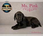 Small #11 Labrador Retriever