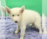 Small #3 Siberian Husky