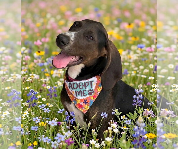 Medium Photo #7 American Foxhound-Unknown Mix Puppy For Sale in Cary, NC, USA