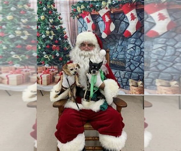 Medium Photo #1 Chihuahua-Unknown Mix Puppy For Sale in Rootstown, OH, USA