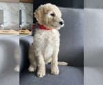 Small Photo #1 Goldendoodle Puppy For Sale in PORTLAND, OR, USA