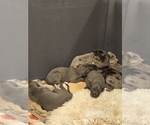 Small #5 Irish Dane