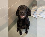 Small #1 Labrador Retriever