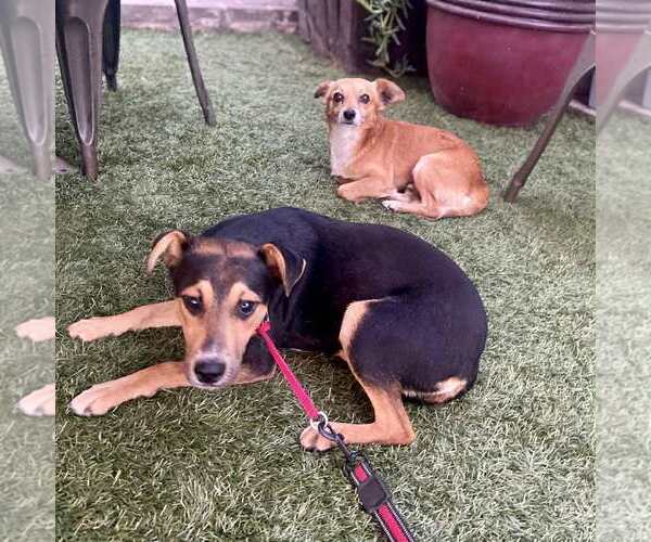 Medium Photo #5 Chiweenie Puppy For Sale in Escondido, CA, USA