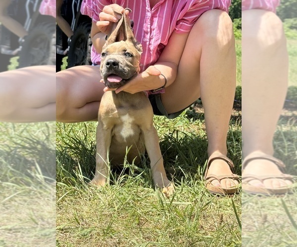 Medium Photo #2 Cane Corso Puppy For Sale in VOLUNTOWN, CT, USA