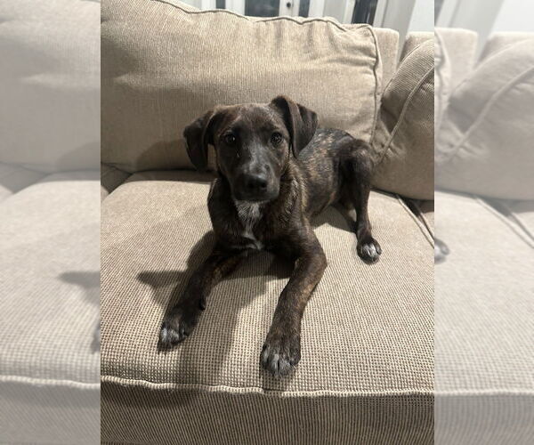 Medium Photo #1 Mountain Cur-Unknown Mix Puppy For Sale in Boston, MA, USA