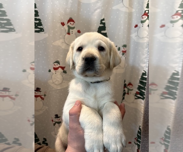 Medium Photo #1 Labrador Retriever Puppy For Sale in FAYETTEVILLE, OH, USA