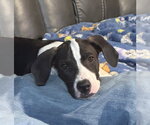 Small Photo #2 Pointer-Unknown Mix Puppy For Sale in Southbury, CT, USA