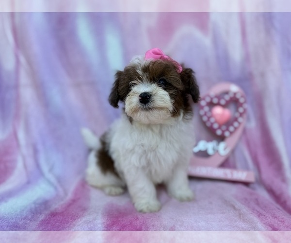 Medium Photo #4 Shih-Poo Puppy For Sale in LAKELAND, FL, USA
