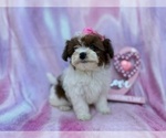Small #3 Shih-Poo