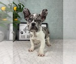 Small #1 French Bulldog