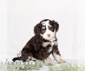 Bernedoodle (Miniature) Puppy for sale in GORDONVILLE, PA, USA