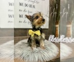 Small #2 Yorkshire Terrier