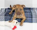 Small #5 Boxer-Pembroke Welsh Corgi Mix