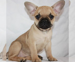 Small Photo #6 French Bulldog Puppy For Sale in BROOKLYN, NY, USA