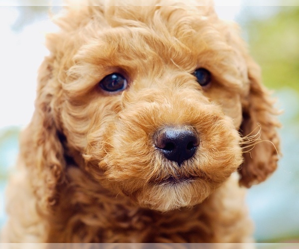 Medium Photo #1 Goldendoodle (Miniature) Puppy For Sale in HUNTINGTON, AR, USA