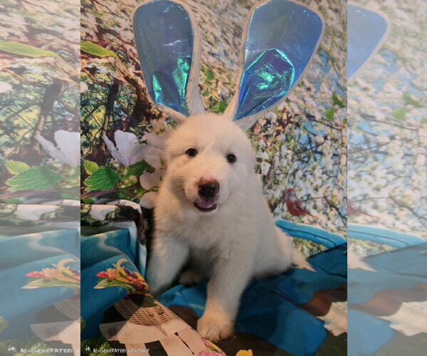 Medium Photo #5 Great Pyrenees Puppy For Sale in Spring, TX, USA