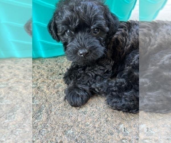 Medium Photo #23 Poocan Puppy For Sale in FAIR OAKS, CA, USA