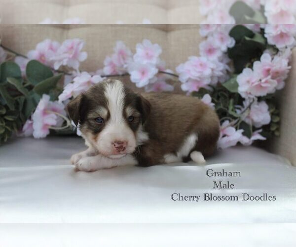 Medium Photo #2 Bordoodle Puppy For Sale in GREENWICH, OH, USA