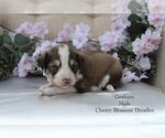 Puppy Graham Bordoodle