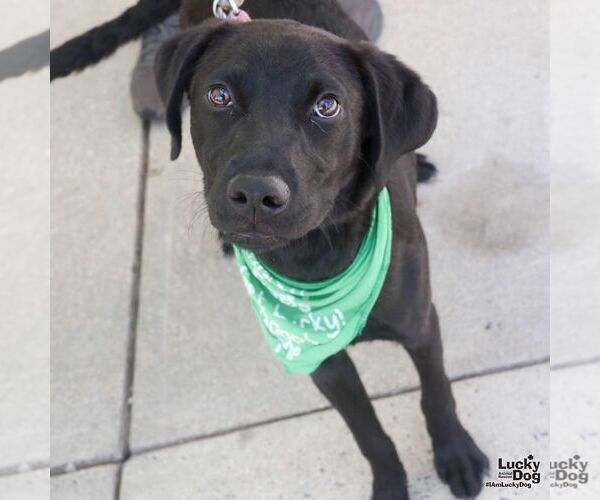 Medium Photo #4 Labrador Retriever-Retriever  Mix Puppy For Sale in Washington, DC, USA