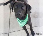 Small #3 Labrador Retriever-Retriever  Mix