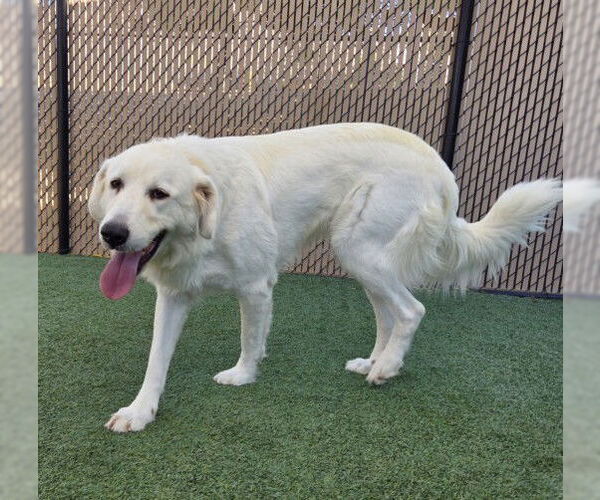 Medium Photo #2 Great Pyrenees Puppy For Sale in Norco, CA, USA