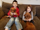 Small Photo #15 Irish Setter Puppy For Sale in BEARTOWN, PA, USA