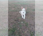 Small #1 German Shepherd Dog