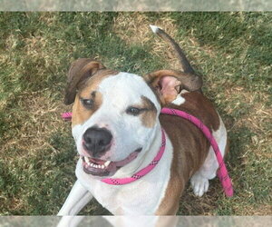 MEATBALL - Male Mutt Dog for Adoption - Photo #2