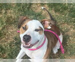 Small Photo #2 Mutt Puppy For Sale in Tulsa, OK, USA