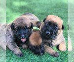 Small Photo #4 Belgian Malinois Puppy For Sale in CHANDLER, AZ, USA
