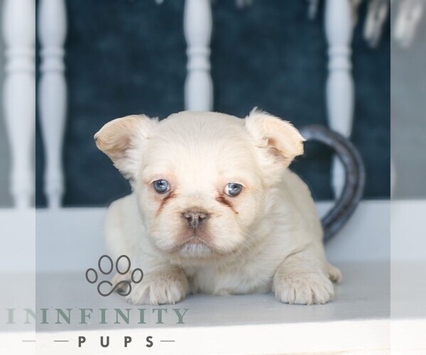 Medium Photo #1 French Bulldog Puppy For Sale in GORDONVILLE, PA, USA