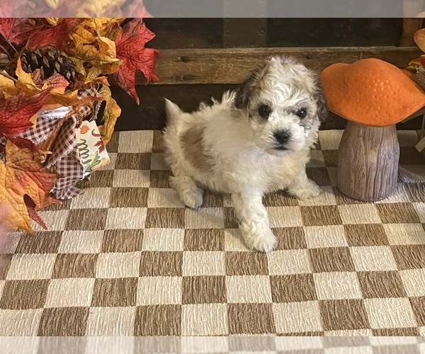 Medium Photo #1 Cavachon Puppy For Sale in FULTON, KS, USA