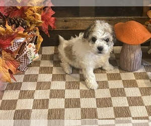 Cavachon Puppy for sale in FULTON, KS, USA