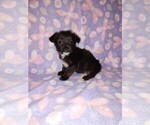 Small #6 YorkiePoo