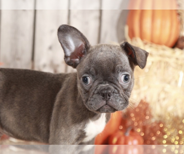 Medium Photo #1 Faux Frenchbo Bulldog Puppy For Sale in MOUNT VERNON, OH, USA