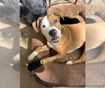 Small #2 Boxer Mix