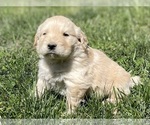 Small Photo #8 Golden Retriever Puppy For Sale in FORDLAND, MO, USA