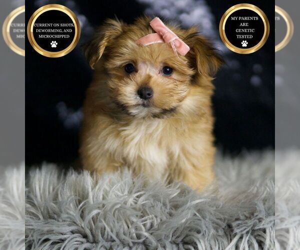 Medium Photo #1 Morkie Puppy For Sale in WARSAW, IN, USA