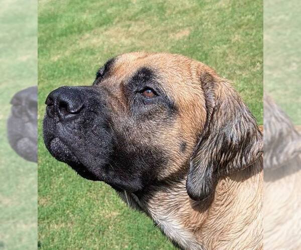 Medium Photo #3 Mastiff Puppy For Sale in Edmond, OK, USA