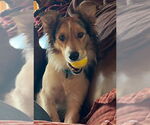 Small #1 Collie Mix