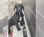 Small Photo #1 Great Dane Puppy For Sale in MOSES LAKE, WA, USA