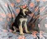 Small Photo #2 German Shepherd Dog Puppy For Sale in OXFORD, PA, USA