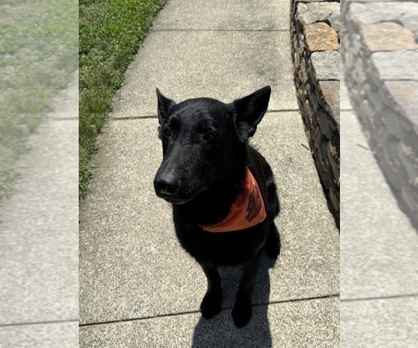 Medium Photo #1 German Shepherd Dog Puppy For Sale in HAMILTON, VA, USA