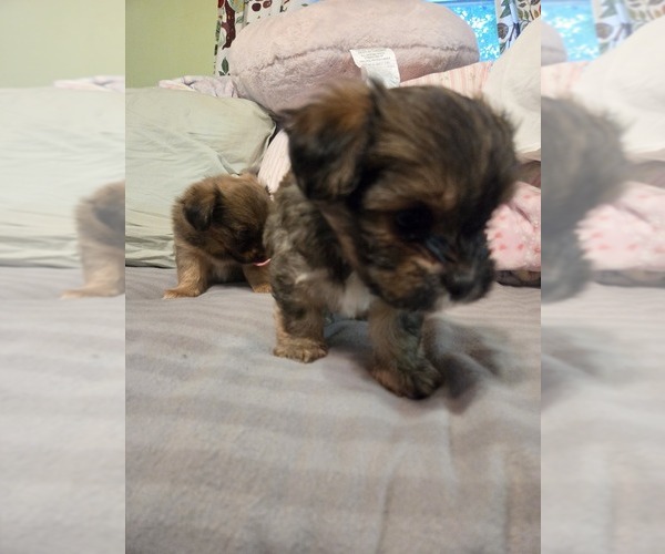 Medium Photo #16 Maltipom Puppy For Sale in HUDSON, MA, USA