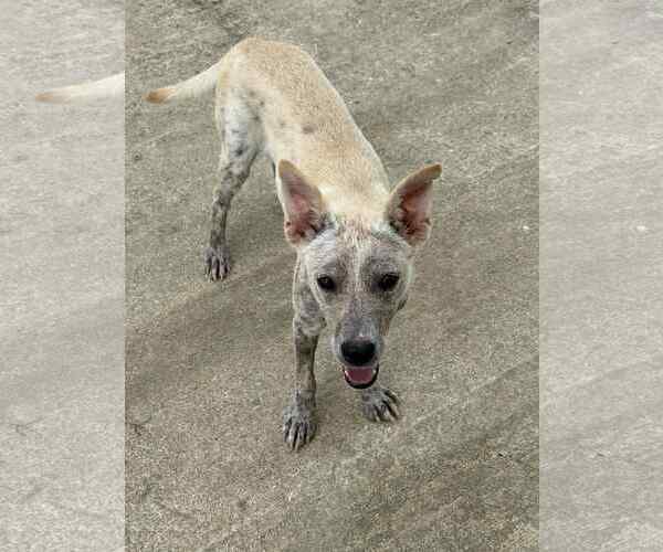 Medium Photo #3 Feist Terrier-Unknown Mix Puppy For Sale in Virginia Beach, VA, USA