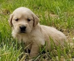 Small Photo #3 Golden Retriever Puppy For Sale in TWIN FALLS, ID, USA
